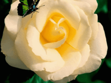 ◆ 세상은 보는 대로 느끼는 대로 ◆