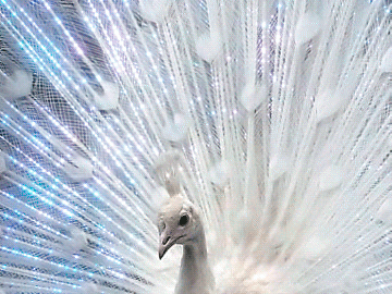 ◆ 용서 한다는 것은 ◆